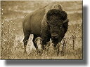 【中古】【輸入品・未使用】(28cm x 36cm) - American Buffalo Picture, Made on Stretched Canvas, Wall Art Decor, Ready to Hang