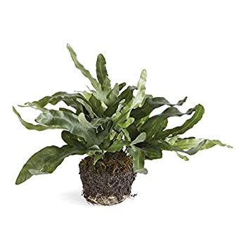 【中古】【輸入品・未使用】CC 11.5インチ ECHEVERIA FERN ドロップイン 13x10x11.5インチ【メーカー名】Napa【メーカー型番】【ブランド名】Napa【商品説明】CC 11.5インチ ECHEVERIA FERN ドロップイン 13x10x11.5インチ当店では初期不良に限り、商品到着から7日間は返品を 受付けております。こちらは海外販売用に買取り致しました未使用品です。買取り致しました為、中古扱いとしております。他モールとの併売品の為、完売の際はご連絡致しますのでご了承下さい。速やかにご返金させて頂きます。ご注文からお届けまで1、ご注文⇒ご注文は24時間受け付けております。2、注文確認⇒ご注文後、当店から注文確認メールを送信します。3、配送⇒当店海外倉庫から取り寄せの場合は10〜30日程度でのお届けとなります。国内到着後、発送の際に通知にてご連絡致します。国内倉庫からの場合は3〜7日でのお届けとなります。　※離島、北海道、九州、沖縄は遅れる場合がございます。予めご了承下さい。お電話でのお問合せは少人数で運営の為受け付けておりませんので、メールにてお問合せお願い致します。営業時間　月〜金　10:00〜17:00お客様都合によるご注文後のキャンセル・返品はお受けしておりませんのでご了承下さい。