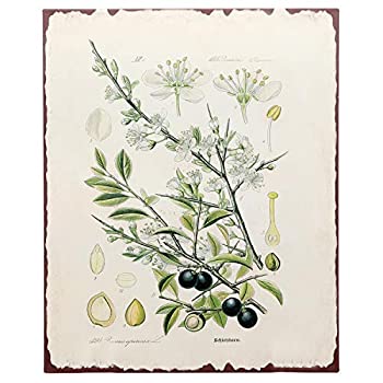【中古】【輸入品・未使用】Barnyard Designs Botanical Olive Tree Print Wall Art Metal Tin Sign Primitive Country Farmhouse Home Decor 13” x 10” [並行輸入品]