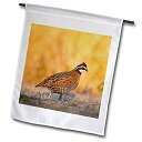【中古】【輸入品・未使用】3dRose Northern Bobwhite Quail Bird, Male Walking - Larry Ditto - Garden Flag, 12 by 18