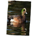 楽天スカイマーケットプラス【中古】【輸入品・未使用】3D Rose American Wigeon Drake Duck-Na02 Rbr0041-Rick A. Brown Hand/Sports Towel, 15 x 22 [並行輸入品]