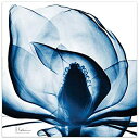 yÁzyAiEgpzEmpire Art Direct Blue Magnolia X-Ray Flower Wall Art on Frameless Free Floating Tempered Glass Panel Ready to Hang, Living Room, Bedro