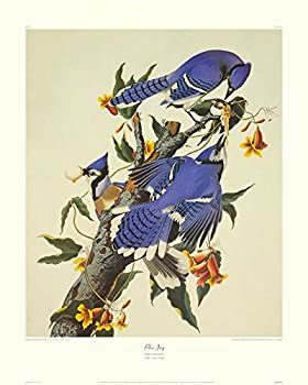 【中古】【輸入品・未使用】ポステラッチコレクション ブルージェイ (装飾ボーダー) ポスタープリント John James Audubon (10 x 8)