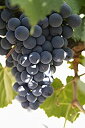 【中古】【輸入品・未使用】Posterazzi Malbec ぶどうのぶどうのぶどう ボデガエル・エステコ ワイナリー カフェヤート サルタ アルゼンチン ポスタープリント (12 x 19)(4)