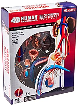 【中古】【輸入品・未使用】人体解剖模型 立体パズル 4D HUMAN Anatomy 雄性生殖器解剖モデル #26063のサムネイル