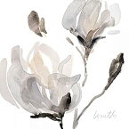 【中古】【輸入品・未使用】Posterazzi Collection Tonal Magnolias I ポスター レイニー・ロレッス作 (12 x 12)