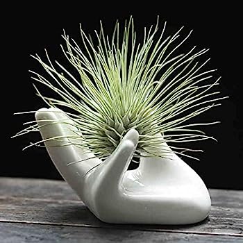 【中古】【輸入品・未使用】Dahey エアプラントホルダー かわいいセラミックミニハンドシェイプスタンド 飛行機 ティランジア 小さなコンテナ ポット植物 装飾 ホームインテ 【中古】【輸入品・未使用】Dahey エアプラントホルダー かわいいセラミックミニハンドシェイプスタンド 飛行機 ティランジア 小さなコンテナ ポット植物 装飾 ホームインテ
