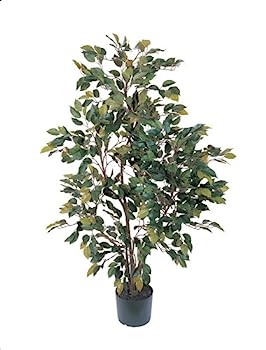 ����šۡ�͢���ʡ�̤���ѡܼۤۤ���5074?Ficus���륯�ĥ꡼��4-feet�����꡼��