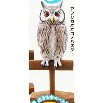 【中古】カプセルQミュージアム 福をよぶ フクロウ大全3 ［3.アフリカオオコノハズク］(単品)