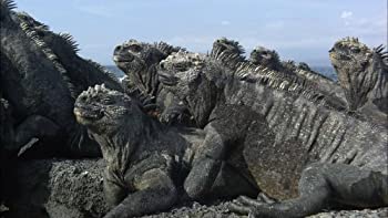 【中古】【非常に良い】ワイルドライフ 進化の島 ガラパゴス ウミイグアナ 豊かな海に泳ぎ出せ [DVD]