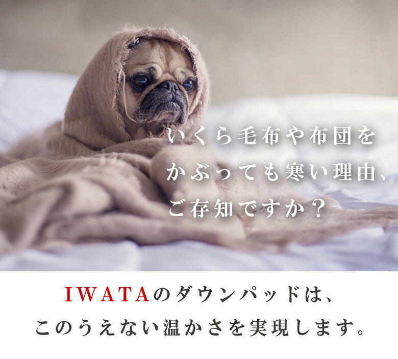 京都イワタ 羽毛 敷きパッド ダウンパッド ダブルサイズ 日本製 岩田 IWATA キャメル敷きパット キャメル 吸湿 放湿