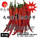 国産唐辛子 8月~11月初旬まで! 生赤唐辛子1kg 国産唐辛子 九州産とうがらし 九州産唐辛子 国産一味 国産とうがらし 生唐辛子 生とうがらし【クール便】
