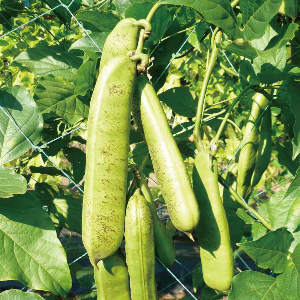 【新商品】国産 なた豆茶 3g×30包 ティーバッグ 焙煎 深煎り焙煎 刀豆茶 なたまめ...