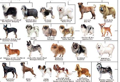 犬の系統図 A1サイズ The generation of dogs slope-up-10012509 SLOPEUP サンプル画像3