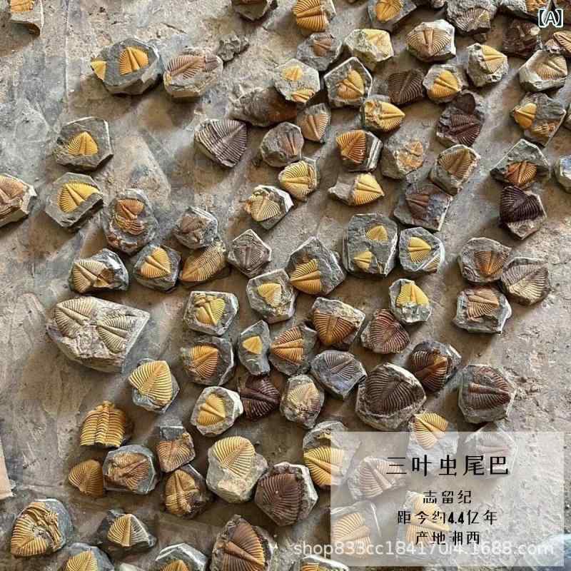 楽天市場】三葉虫 化石（ジュエリー・アクセサリー）の通販
