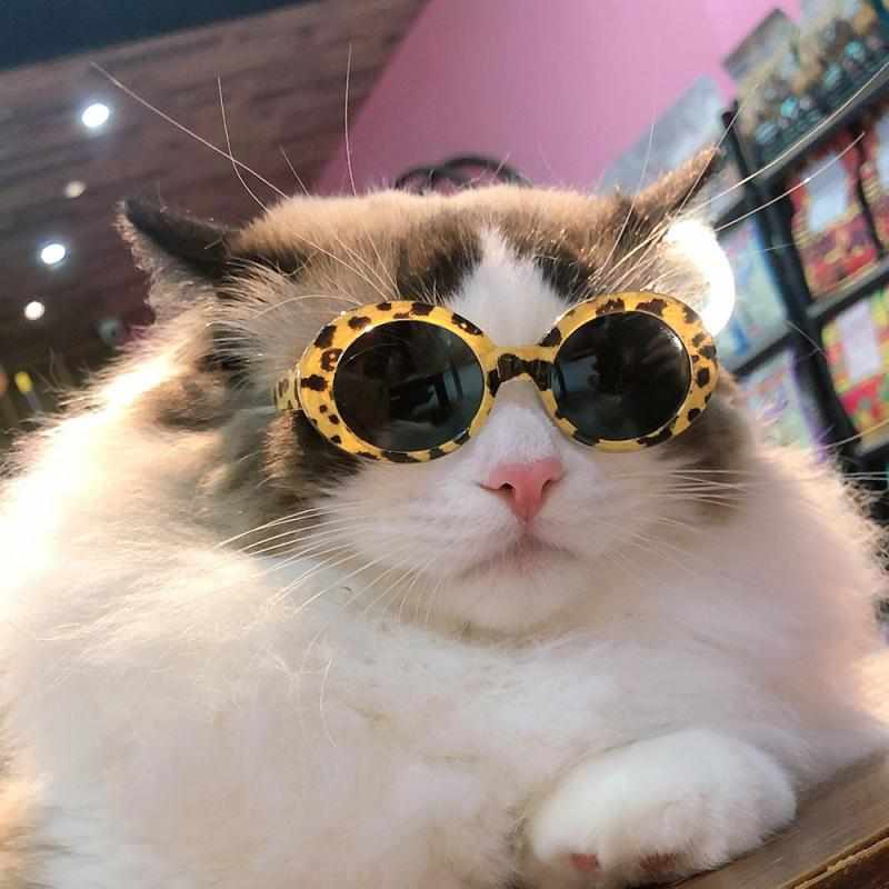 2個セットサングラス ペット用 猫 犬 防風 UVカット 夏 ビーチ 海辺 散歩 旅行 写真撮影 かわいい スタイル 軽量 快適 ファッション アクセサリー アウトドア 日差し 風よけ・スタイル: 日韓・主な素材: PC・カラー展開: 豹紋.黒.透明.赤.白