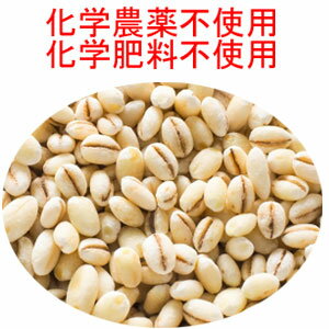 メール便送料無料 (宅配便不可・代引き決済不可・日時指定不可)●昔ながらの粒大麦 260g 化学合成農薬不使用(別名 粒麦/丸麦)世界一受けたい授業 胆汁酸ダイエット方法で大麦が紹介されました食物繊維の宝庫 化学農薬不使用栽培 とっても安心!