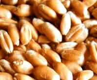 ★赤小麦(粒) 3kg 海外オーガニック認定機関・認証品 希少原料のため、メーカー欠品の場合もありますことをご了解ください Hard Red Wheat