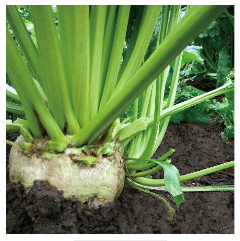 2025ǯ12��18���ʹߤΤ���ʸ��ǯ��1��6�������ȯ���ˤʤ�ޤ���ͭ��JAS �Ƥ󤵤��� 25kg���������˥å� �ӡ��ȥ��奬�����Ŀ������������ǽ���ʤǤ������������Բġ������ˤĤ��ơ����츩����/�ǹ�3608�ߡ��̳�ƻ����/�ǹ�2376�ߡ����̡��彣����/�ǹ�1430�ߤ�����ޤ�