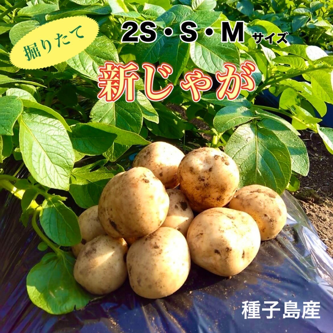 【絶品】種子島産 新じゃがいも 2S・S・Mサイズ｜aimo農園