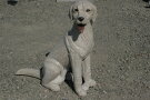 ラブラドール・レトリーバー犬本物そっくりの犬彫刻品♪