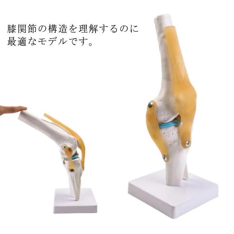 【最大21％OFF夏セールまとめクーポン有】膝関節 模型 膝模型 人体模型 大腿骨 脛骨 腓骨 関節モデル 膝蓋靭帯 膝蓋骨 膝の模型 膝モデル 人体モデル 骨格模型 生物 模型 解剖模型 台座 固定 学習 標本 教材 実験 人体 医療 図鑑(4)