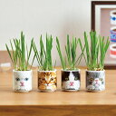 おちょこで猫草 栽培セット 白&黒&茶&グレー