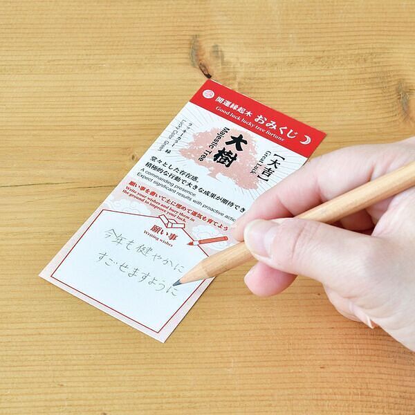 縁起松栽培セット おみくじ付き
