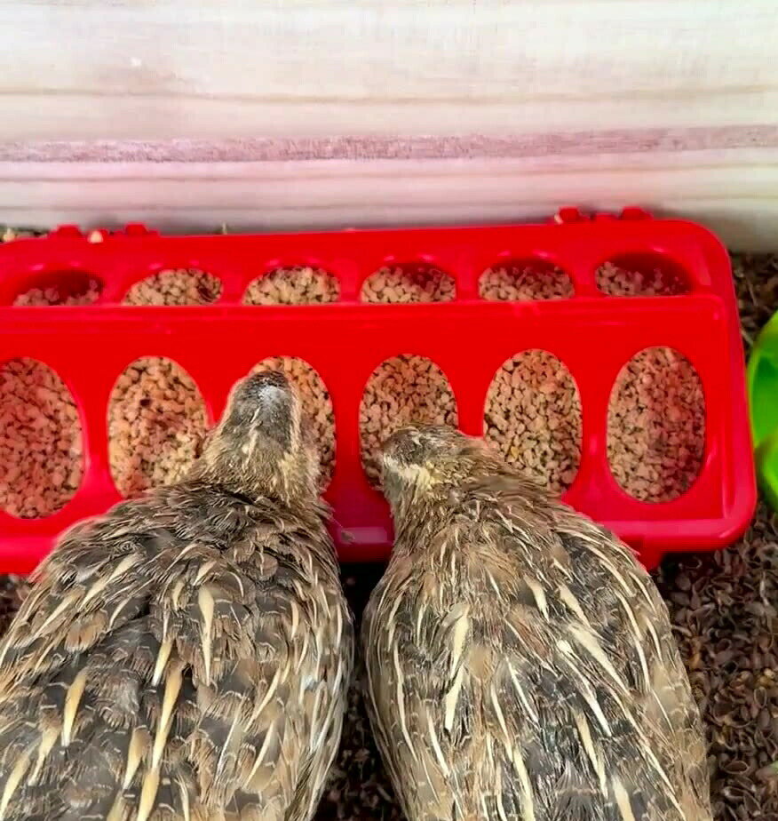 鳥用餌入れ エサ入れ 仕切り付き 12マス バードフィーダー 18マス 鳥用食器 飛び散...