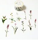 }XLOe[v iّn Orchid Grass 25mm