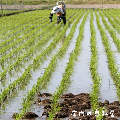 究極の安心安全 無農薬あいがも有機栽培 ひとめぼれ 玄米10kg 山形県庄内産 【令和3年産】送料無料 ※中国・四国・九州・沖縄追加運賃あり