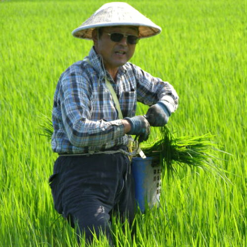 究極の安心安全 無農薬あいがも有機栽培 ひとめぼれ 精米 2kg 山形県庄内産 【令和3年産】新米 送料無料 ※中国・四国・九州・沖縄追加運賃あり