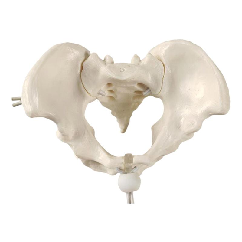 女性骨盤モデル モデル教育ツール 取り外し可能な股関節骨 骨盤