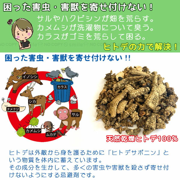 ヒトデ浪漫