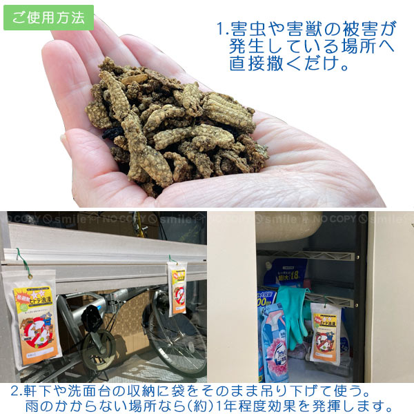 ヒトデ浪漫