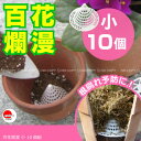 根腐れ / 百花爛漫 小 10個組/【ポイント 倍】