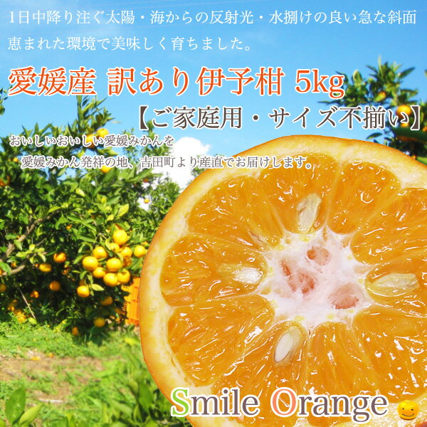 【送料無料】愛媛産 訳あり 伊予柑 5kg ご家庭用 サイズ不揃い イヨカン 産地直送 みかん 愛媛みかん 果物 国産 柑橘 柑橘類 フルーツ 【※送料無料は一部地域を除く】