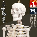 【楽天1位】 人体模型 骨格模型 骨 等身大 身長約166cm 展示スタンド付き 骨格標本 骨格モデル 全身骨格模型 実物大 直立 可動 医学 理学 解剖学 整体 整骨院 関節 資料 リアル レプリカ ディスプレイ 骨格モデル セット ヒト骨格 解剖骨格 1年保証 ■ 送料無料