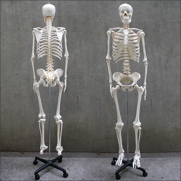 [1年保証] 人体模型 約166cm 人体骨格模型 等身大の人体の骨格をリアルに表現！人体骨格模型 ヒューマンスカル 模型 人体模型 骨格標本 骨格モデル 整体 整骨院 おもちゃ 楽天 激安 セール リアル 小道具 おもちゃ[送料無料]