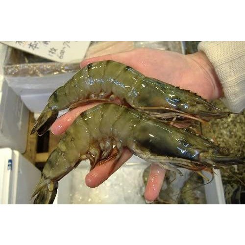 【冷凍】有頭海老(有頭エビ)20尾 1.3キロ