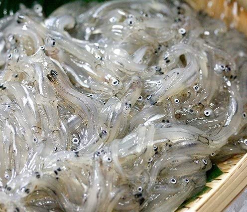 国産　(　琵琶産　)　天然　極上　氷魚　小鮎　500g冷凍のサムネイル