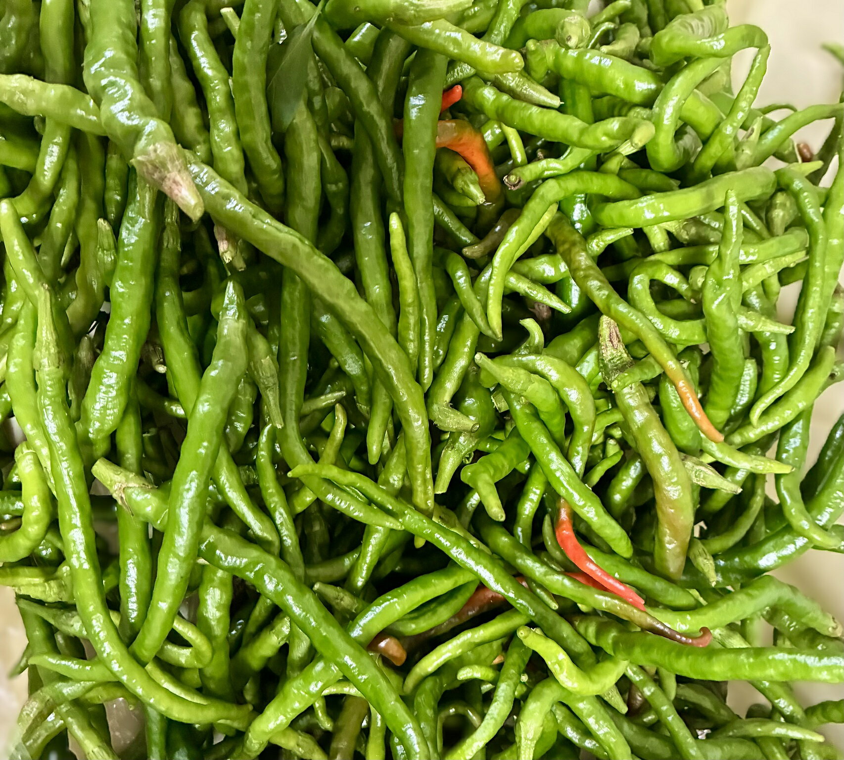 あじめこしょう　青中津川　岐阜県産　1000g 2025年度産新物 フレッシュ(4)