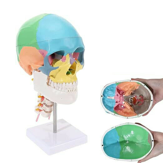 人間の色の頭蓋骨と頸椎モデル 等身大の頭蓋骨モデル 医療教育に適した頭蓋骨モデル ディスプレイ