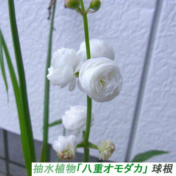 趣味： 期間限定(3〜5月) 抽水植物「八重オモダカ」 球根 (自家栽培品)[ メール便発送 送料無 ...