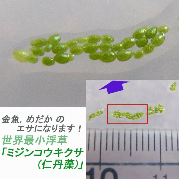 [ メール便対応 ] 金魚 ， めだか のエサに♪ 浮草 「 ミジンコウキクサ 5g 」 (自家栽培 ...