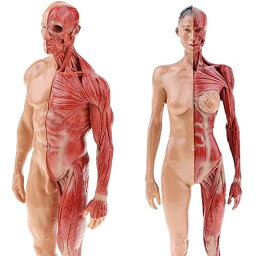【ポイント 5倍UP !】人体モデル 人体模型 男性 女性 11インチ 約30cm 人体筋肉模型 模型 樹脂 筋骨格 CGペインティング 彫刻