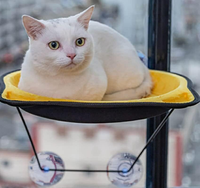 吸盤猫ハンモック 窓猫ブランコ 猫吊りベッド 吸盤猫巣 スペースカプセル猫ハンモック 窓枠ペット巣 (C..
