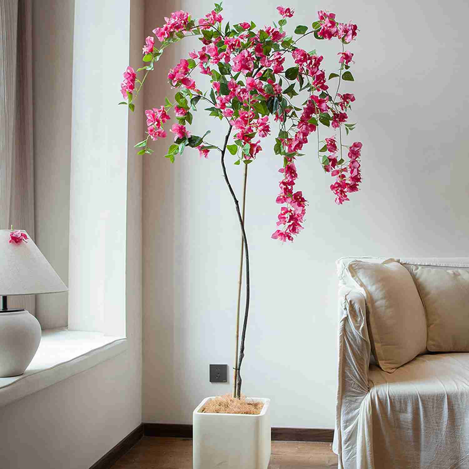 楽天市場】ブーゲンビリア 鉢植えの通販