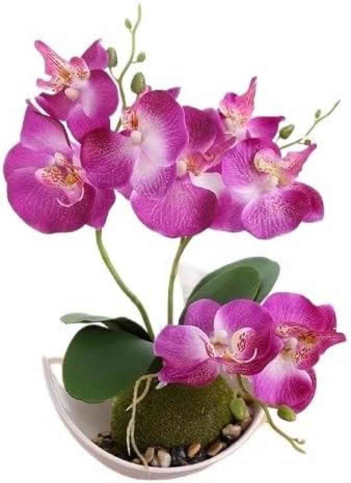 ͹ ĳ ȭ ¤ ƥꥢ դ Ϥʤ ȥե ͹տʪ       ե ץ...
