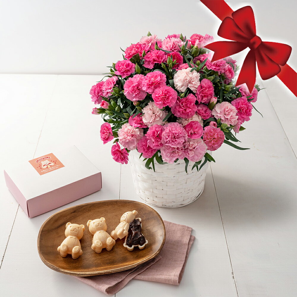 ホシファーム カーネーション＆くまモナカ堂 くまの手作りあんバターモナカ3個 母の日 ギフト 花 鉢 ...